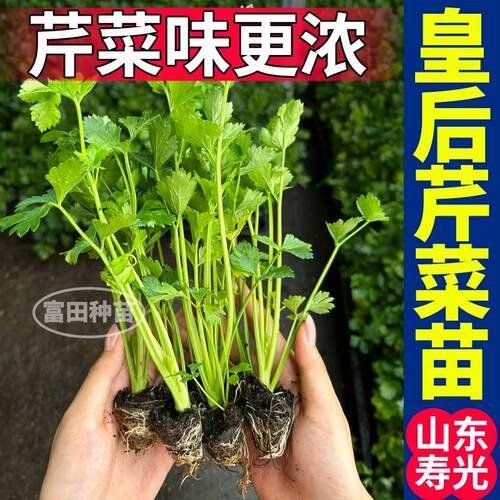 寿光高产味浓皇后大西芹苗秧四季小香芹红香芹种子大田阳台带土球