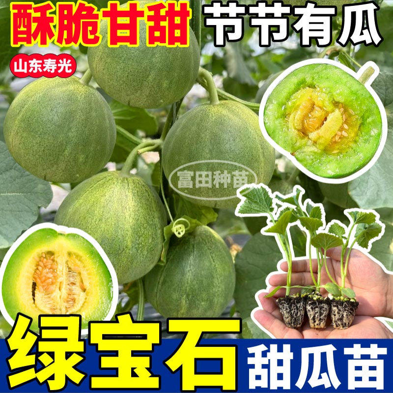 寿光高产绿宝石甜瓜苗秧羊角蜜冰糖籽博洋九种子超甜阳台盆栽四季