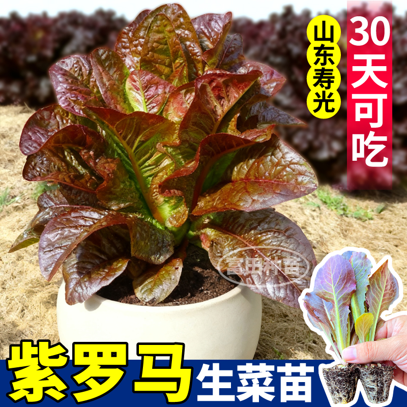 山东寿光紫罗马生菜秧苗穴盘培育咖啡菜大速意大利蔬菜苗四季盆栽