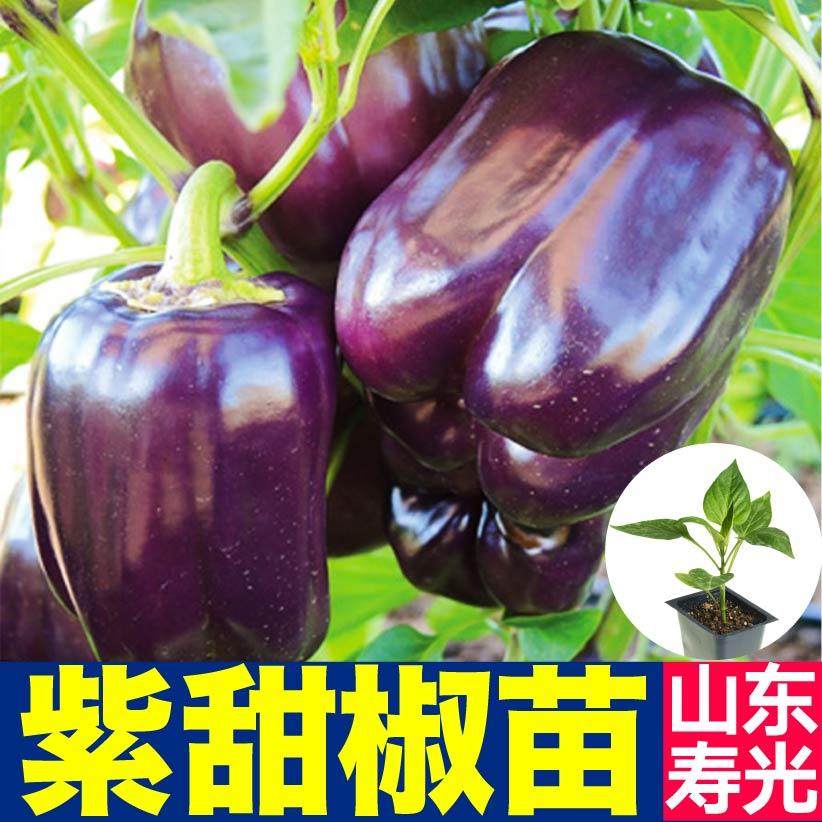 寿光紫甜椒苗秧红黄绿黑紫方椒太空椒彩椒种子四季盆栽阳台带土球,鲜花速递/花卉仿真/绿植园艺,种苗/半成品盆栽,淘宝优惠券,粉丝福利购,淘宝优惠卷