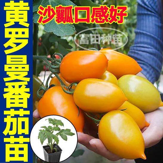 寿光黄罗曼番茄苗秧牛心红黄西红柿芒果蜜种子高产抗病沙瓤带土球