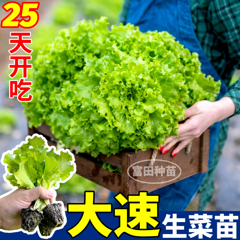大速生菜苗秧带土球意大利奶油生菜种子阳台盆栽抗病高产四季可种