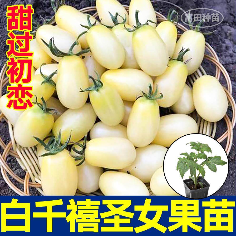 巨甜寿光白千禧圣女果苗秧带土球红黄黑小柿子种四季庭院盆栽春秋