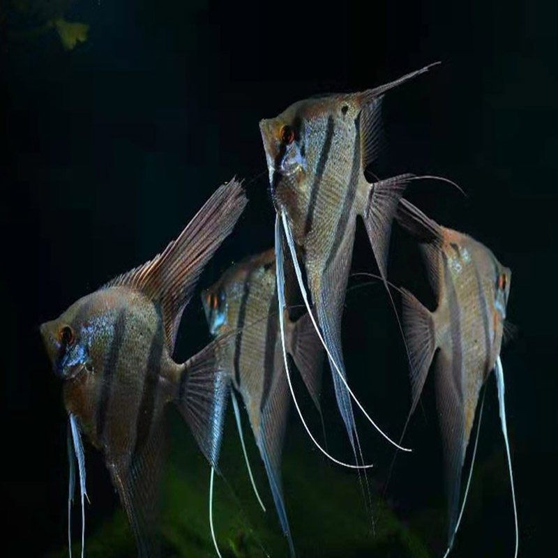 魔门斯卡F1喷点秘鲁 最接近埃及的神仙 观赏热带鱼 包邮包损送包