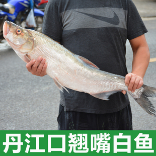 丹江口翘嘴白鱼【半片】饭店专拍新鲜淡水鱼大白刁子鱼翘嘴鲌翘壳