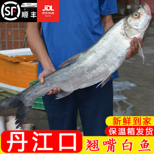 湖北丹江口[翘嘴白鱼]鲌鱼大白刁鱼新鲜腌制白丝鱼酒店清蒸白条鱼