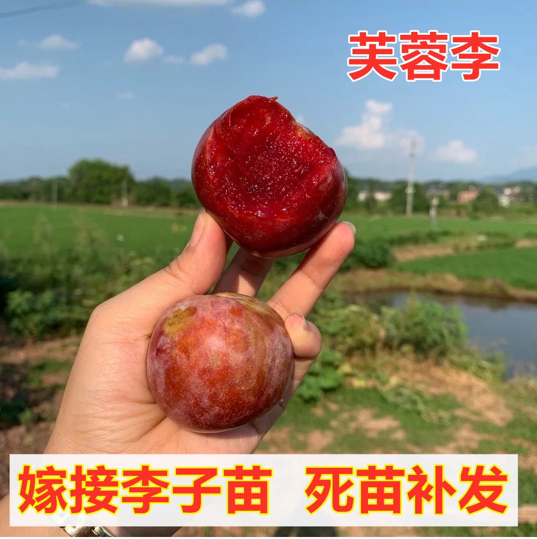 芙蓉李树苗嫁接脆甜离核红肉李子树南方北方种植盆栽地栽当年结果