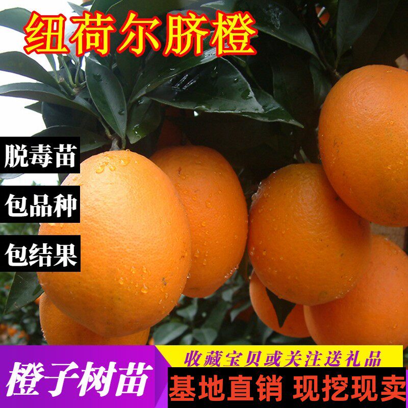 脐橙苗纽荷尔脐橙苗嫁接橙子树苗南方北方种植果树果苗当年结果