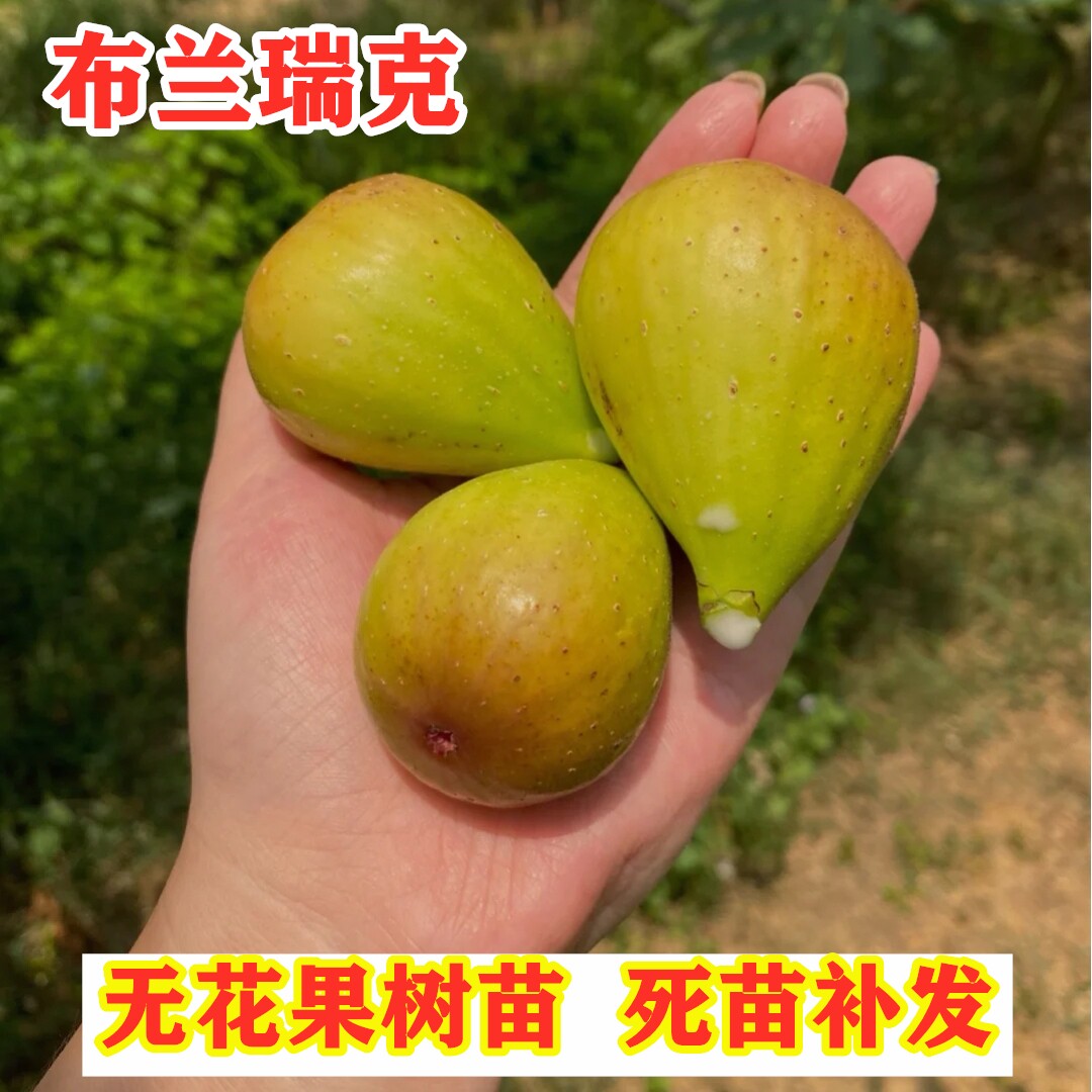 布兰瑞克无花果树苗南北方庭院种植特大无花果苗盆栽地栽当年结果