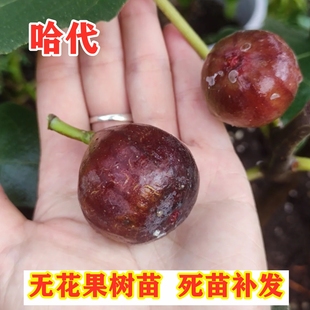 哈代无花果树苗南方北方种植抗寒糖心无花果树苗盆栽地栽当年结果