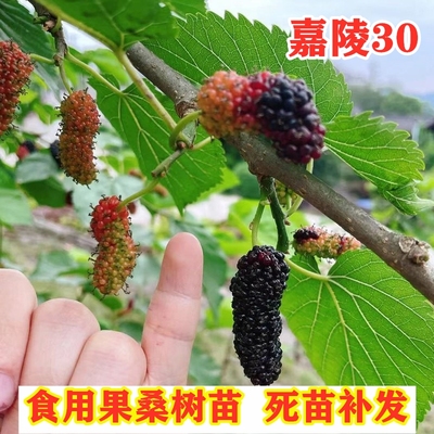 桑葚树果苗嫁接嘉陵30桑树活苗盆栽地栽四季果桑苗树南方北方种植