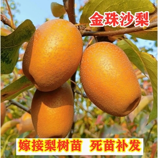 梨树果苗嫁接金珠沙梨树苗金珠沙梨王苗南方北方庭院盆栽地栽种植