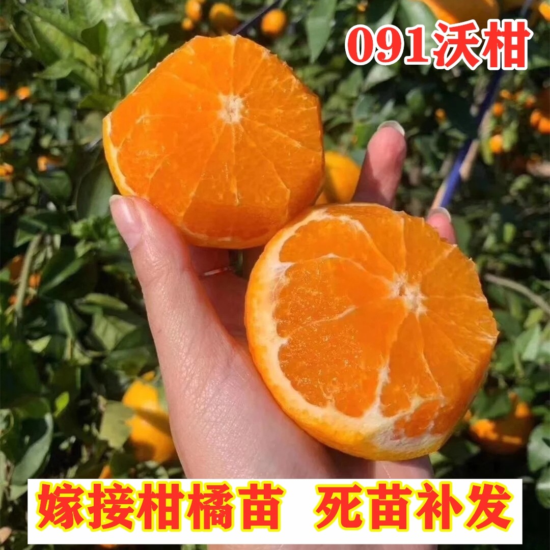 091无核沃柑树苗嫁接无籽柑橘苗南北方种植橘子树盆地栽当年结果