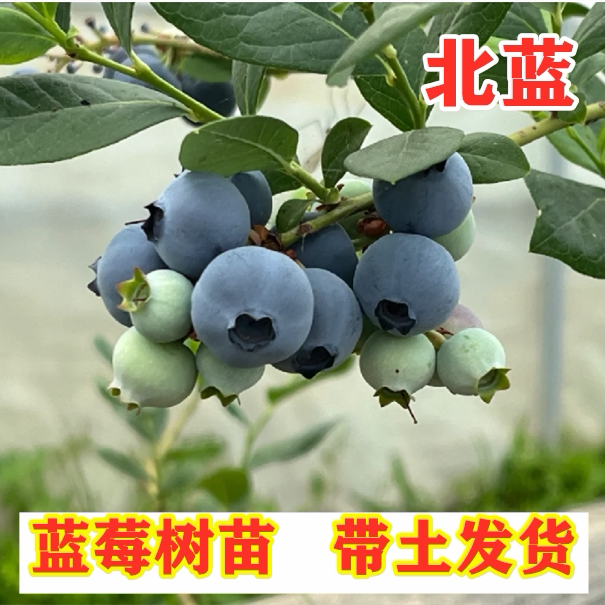 北蓝半高丛蓝莓树苗南方北方种植矮丛蓝莓苗盆栽地栽阳台蓝莓果树