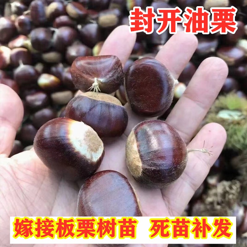 油栗树苗嫁接封开油板栗苗树南北方种植栗子树苗庭院盆栽地栽果苗