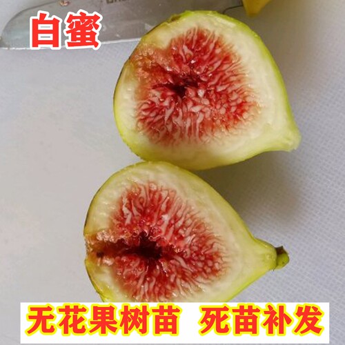 福建白蜜无花果树苗南北方种植特大晚熟无花果苗盆栽地栽当年结果