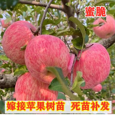 蜜脆苹果树苗嫁接特大脆甜苹果苗南北方种植抗寒盆栽地栽当年结果