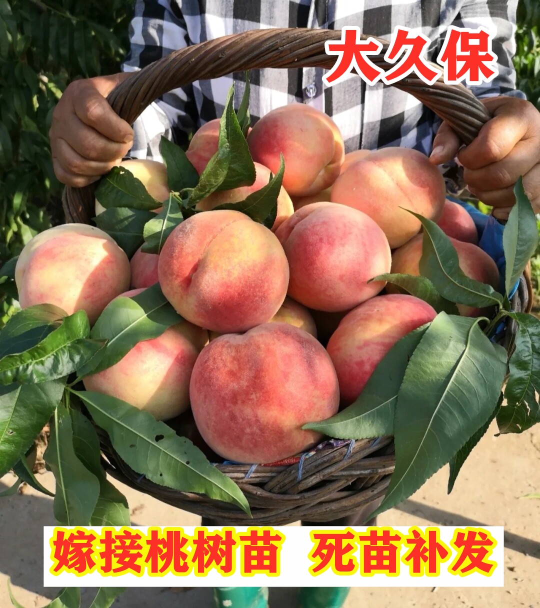 平谷大久保桃树苗嫁接特大水蜜桃果树苗南北方种植盆地栽当年结果