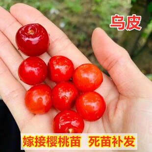 乌皮小樱桃树苗南方北方种植嫁接黑珍珠车厘子苗盆栽地栽当年结果