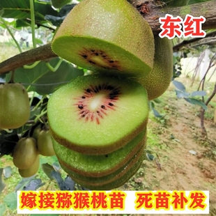 东红猕猴桃苗南方北方盆栽地栽种植嫁接红心猕猴桃果树苗当年结果