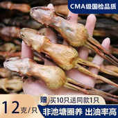 长白山雪蛤干整只林蛙干12克 正宗东北雪哈油蛤蟆油木瓜炖雪蛤 只