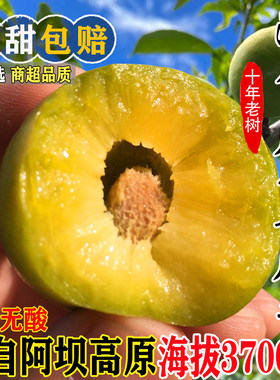 【官方力荐】四川汶川脆脱骨李子