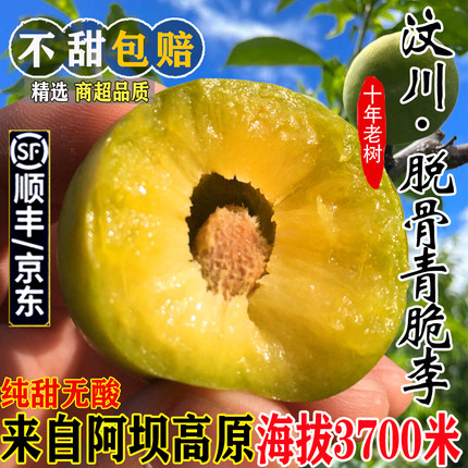 四川汶川青脆李脱骨李冰糖李脆甜李孕妇新鲜水果5斤顺丰包邮李子