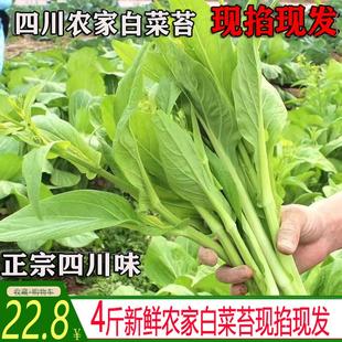 四川农家新鲜白菜苔白油菜苔当季新鲜时令蔬菜清炒现青菜现掐现发