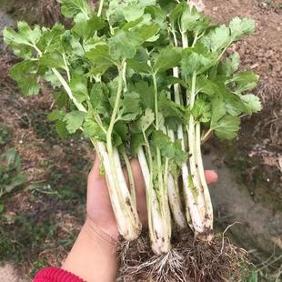 四川农家自种白芹菜香芹菜当季农家时令生鲜蔬菜