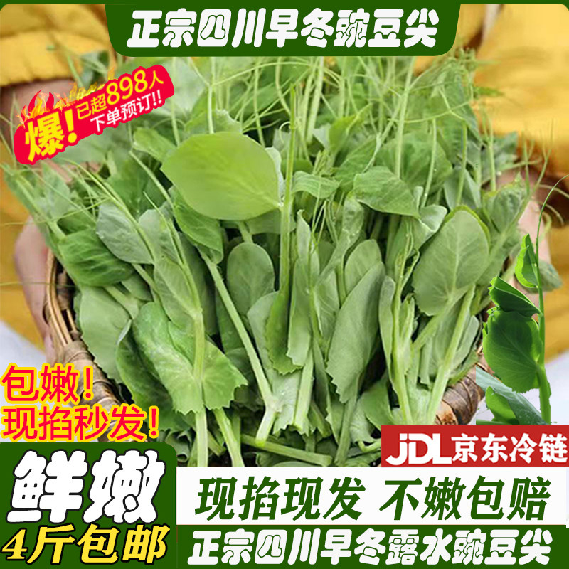 正宗四川特产农家嫩新鲜豌豆尖一叶一心当季现掐蔬菜自种龙须豆苗