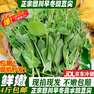 正宗四川特产农家嫩新鲜豌豆尖一叶一心当季现掐蔬菜自种龙须豆苗