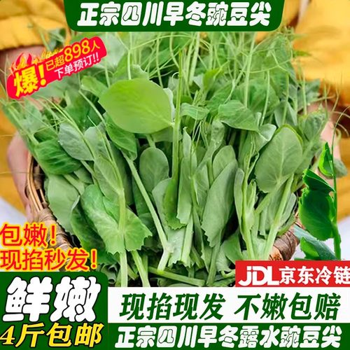 【官方力荐】正宗四川季嫩豌豆尖