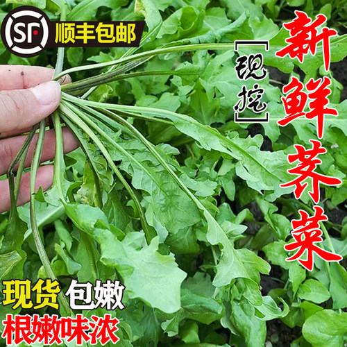 【不嫩包赔】野生荠菜新鲜现挖