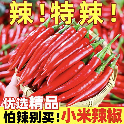 【官方力荐】正宗特辣小米椒