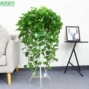 上海送货上门 净化空气室内植物 大绿萝吊兰植物盆栽 新念花卉