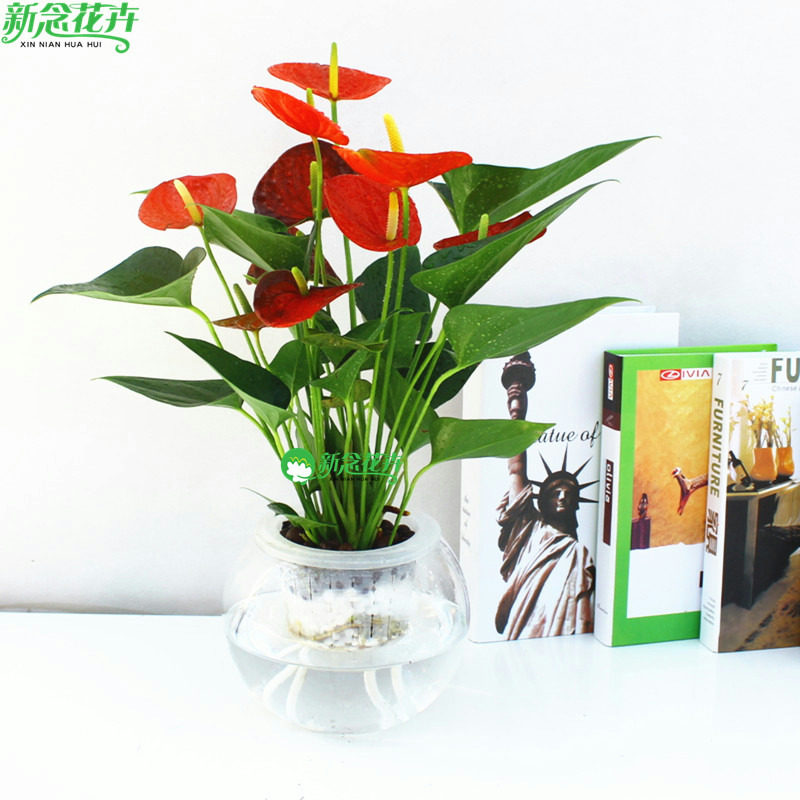新念花卉 水培红掌盆栽 办公室植物家居 室内水生绿植