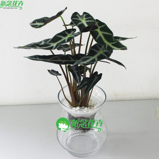 黑叶芋小仙女观音莲绿植盆栽室内客厅办公室耐阴好养阔叶竹芋植物