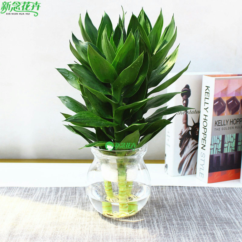新念 室内桌面水培植物绿植盆栽花卉 富贵竹 开运竹荷花竹 观音竹|msdalam kategori penghantaran bunga/bunga simulasi/tumbuhan berkebun, bunga/Tumbuh-tumbuhan tumbuh-tumbuhan pasu (baru), tumbuh-tumbuhan hijau - dari Buy2taobao.com untuk memberikan perkhidmatan ejen Taobao profesional membeli