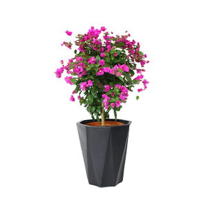 【实物拍摄】果树苗桔子树苗冰糖橘无核蜜桔无籽橘子树苗芦柑树