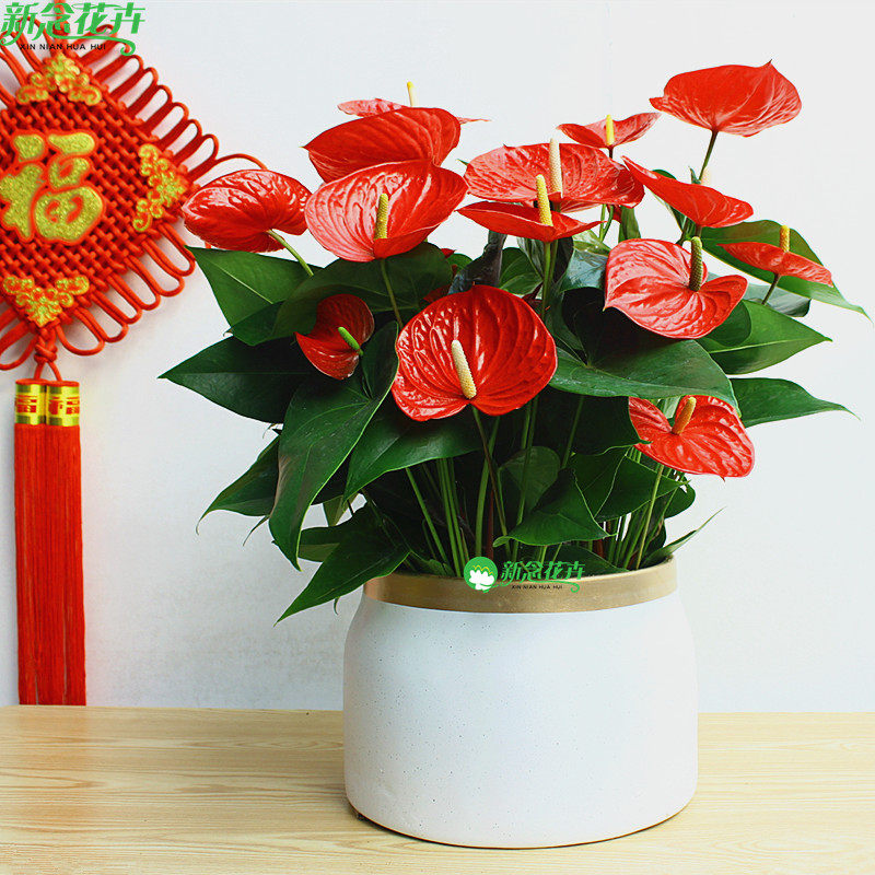 新念 红掌盆栽绿植花卉开花植物花卉室内花期长的冬天开的带花送在类目 鲜花速递/花卉仿真/绿植园艺, 花卉/绿植盆栽（新）, 花卉中 - 来自Buy2taobao.com提供专业的淘宝代购服务