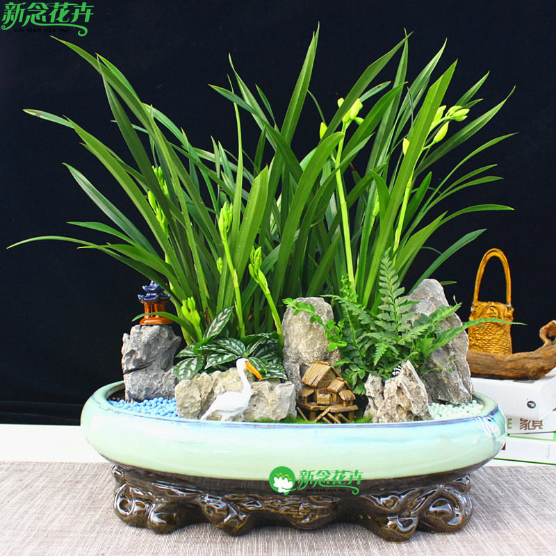 绿植兰花盆栽富山奇蝶