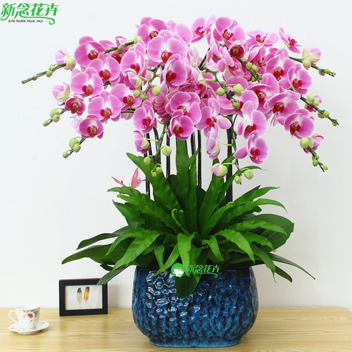 【上海专车上门】蝴蝶兰盆栽花卉