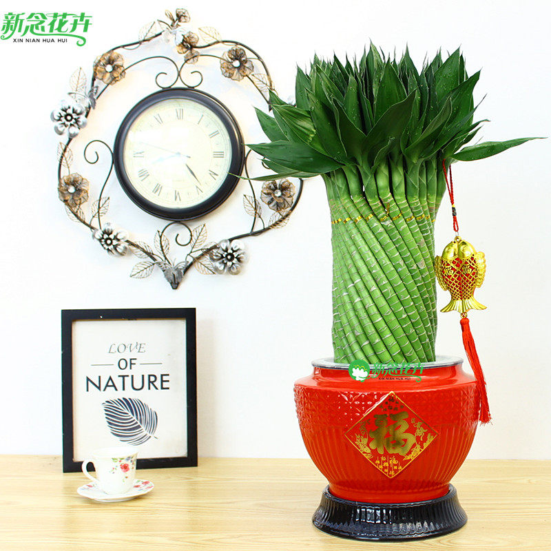 新念 富贵竹植物水养发财竹客厅室内四季招财大型绿植花卉盆栽