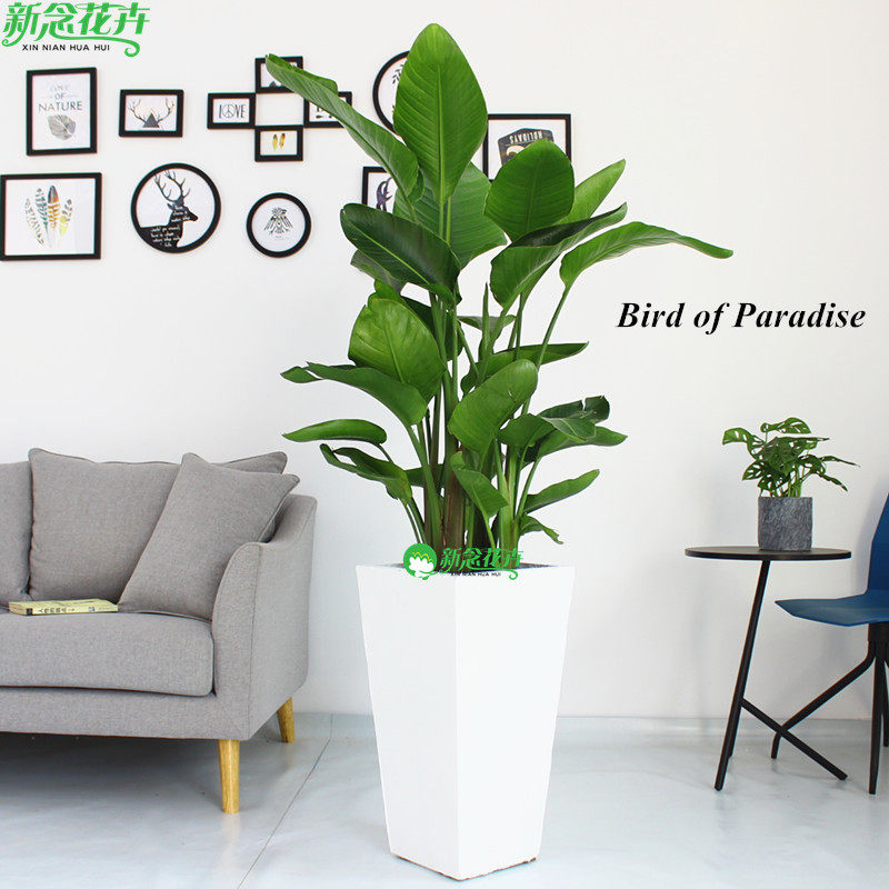 新念 天堂鸟盆栽 鹤望兰客厅植物办公室内大型绿植花卉 送货上门