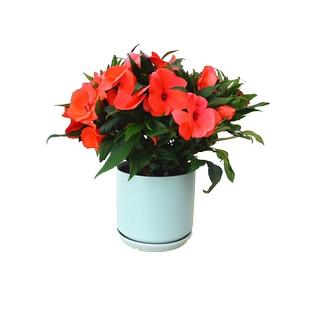 蔷薇爬藤大月季花特大花玫瑰藤本花卉盆栽室外庭院植物开花包种