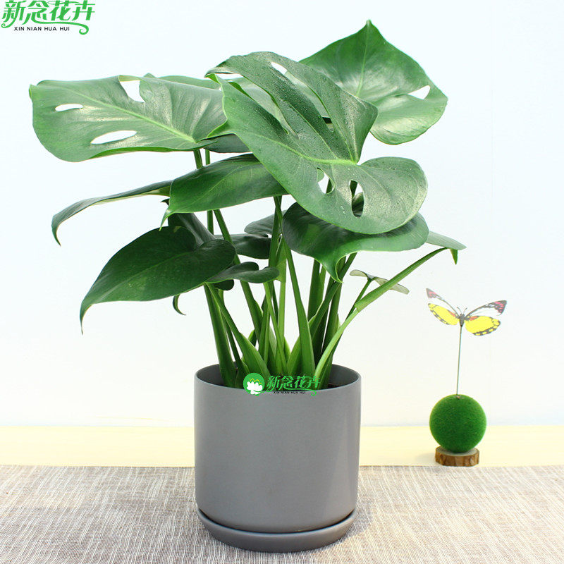 上海同城龟背竹盆栽绿植花卉图片