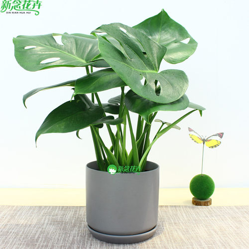 上海同城龟背竹盆栽绿植花卉