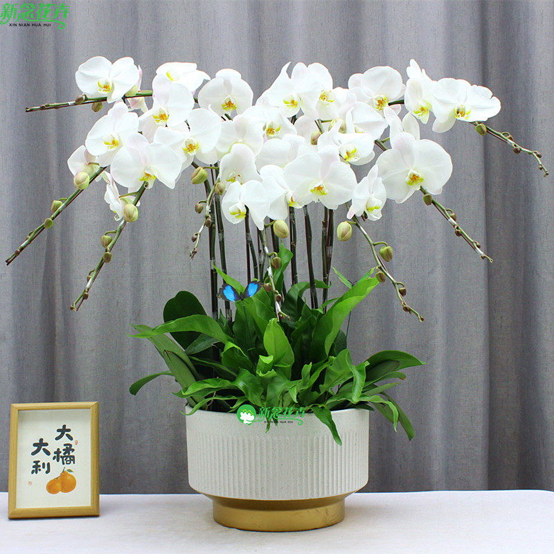 上海同城送货 白色蝴蝶兰盆栽花卉开业乔迁送礼佳品年宵花卉
