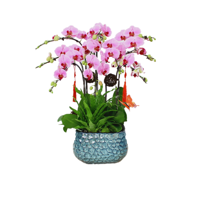 【上海专车送】蝴蝶兰花卉盆栽