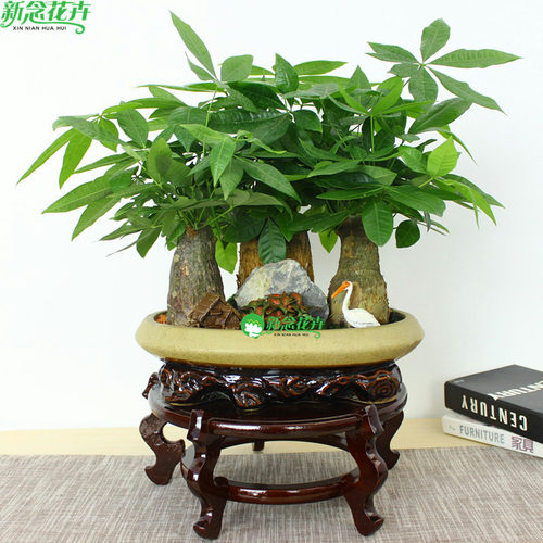 新念 发财树办公室内招财客厅 花卉植物盆栽盆景 上海绿植 - 封面